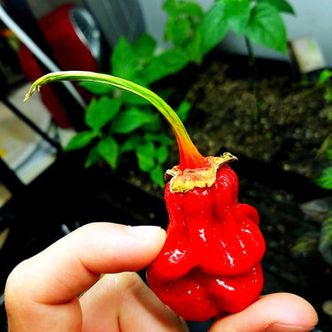 Bhutlah Bubblegum 7 Pot Red Seeds - The Pepper Pantry (Formerly Marie Sharp's)